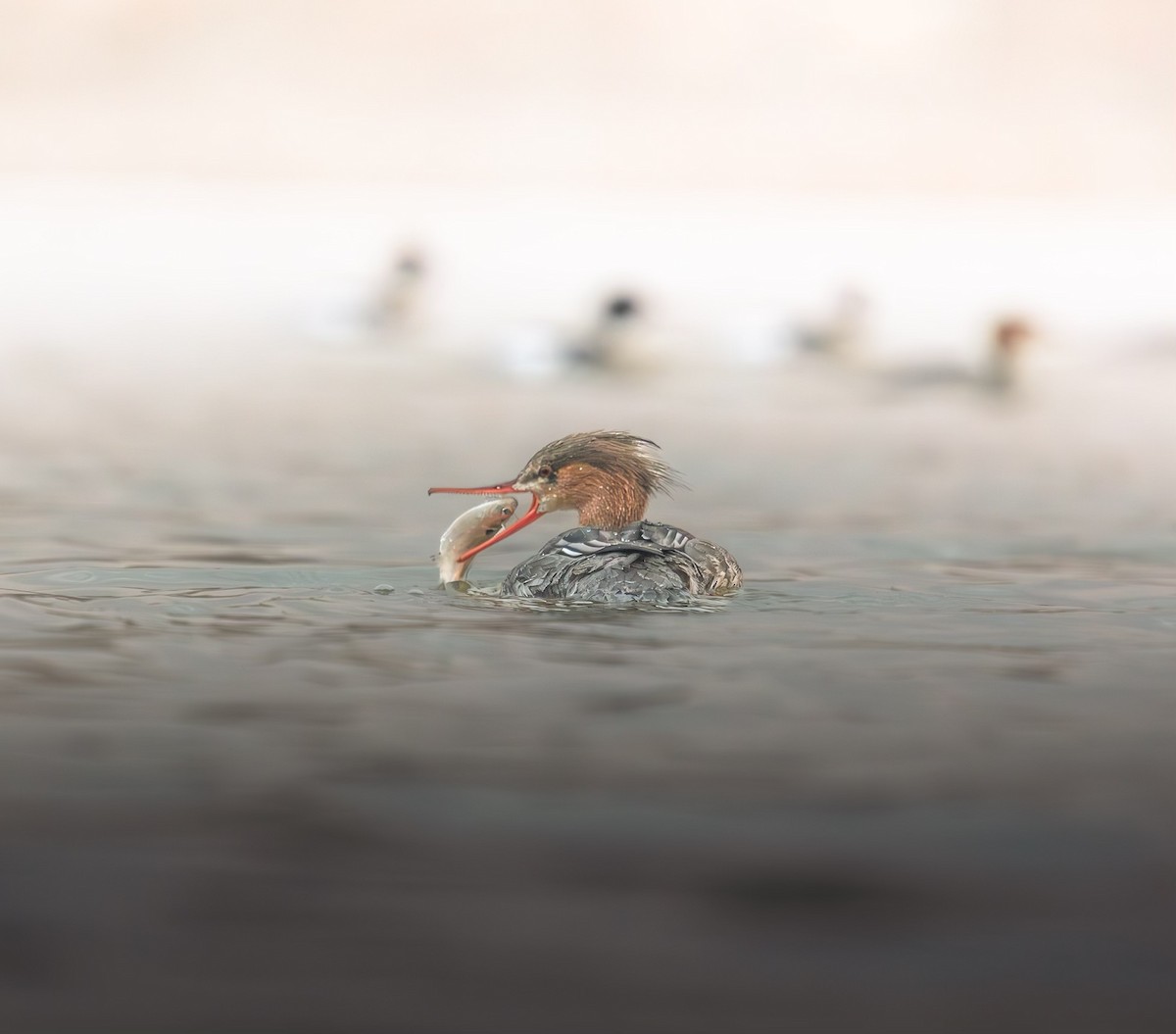 Red-breasted Merganser - ML632743187
