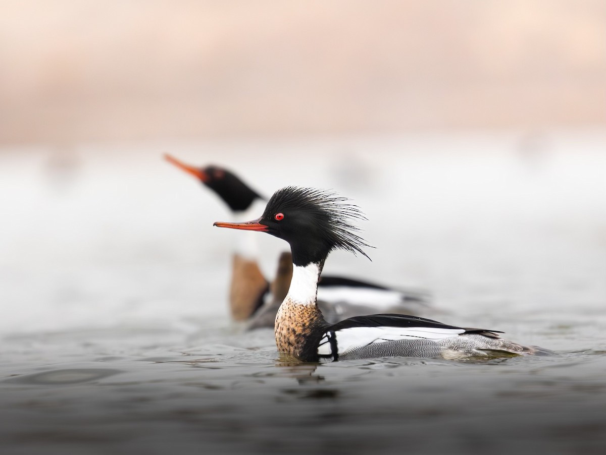 Red-breasted Merganser - ML632743188