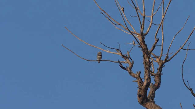 Forest Owlet - ML632743207