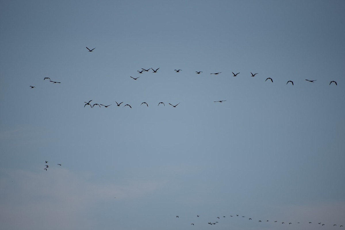 Glossy/White-faced Ibis - ML63274321