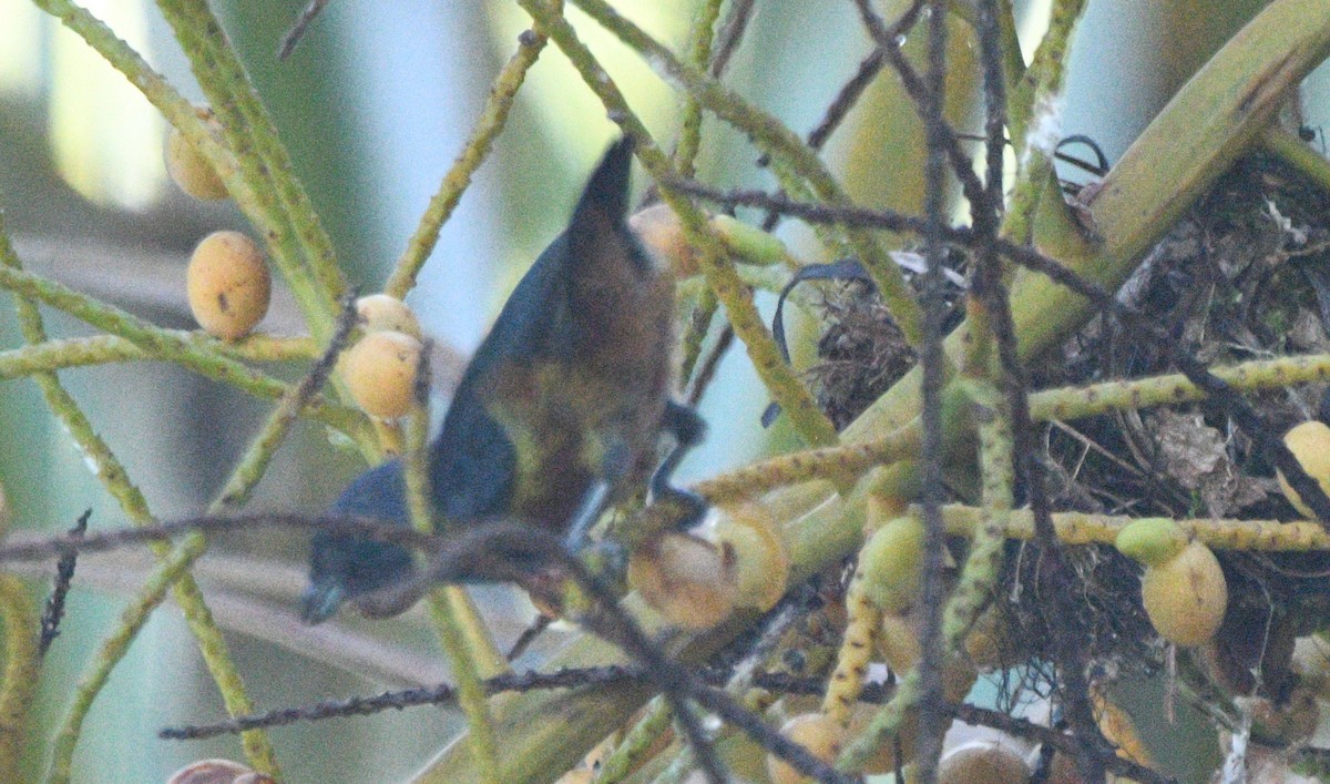 Chestnut-bellied Euphonia - ML632743348