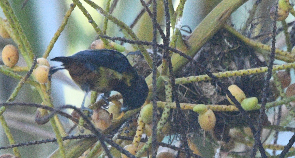 Chestnut-bellied Euphonia - ML632743351
