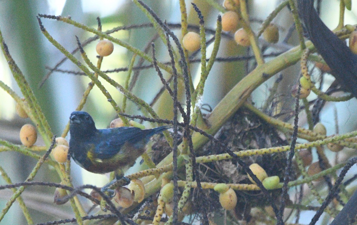 Chestnut-bellied Euphonia - ML632743353