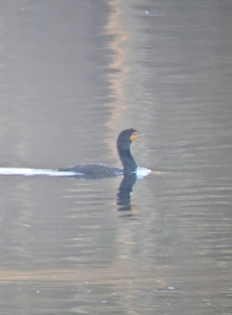 Double-crested Cormorant - ML632743366