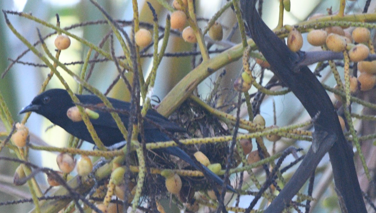 Variable Oriole - ML632743460