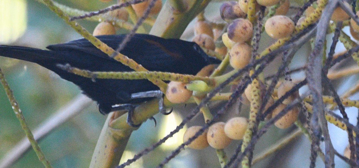 Variable Oriole - ML632743462