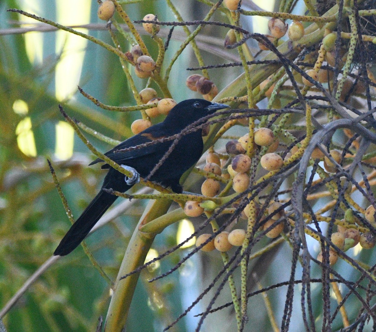 Variable Oriole - ML632743463