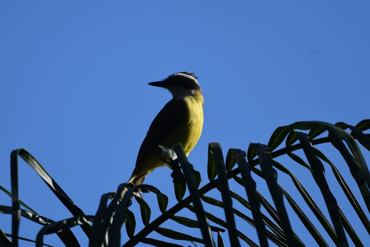 Great Kiskadee - ML632743489