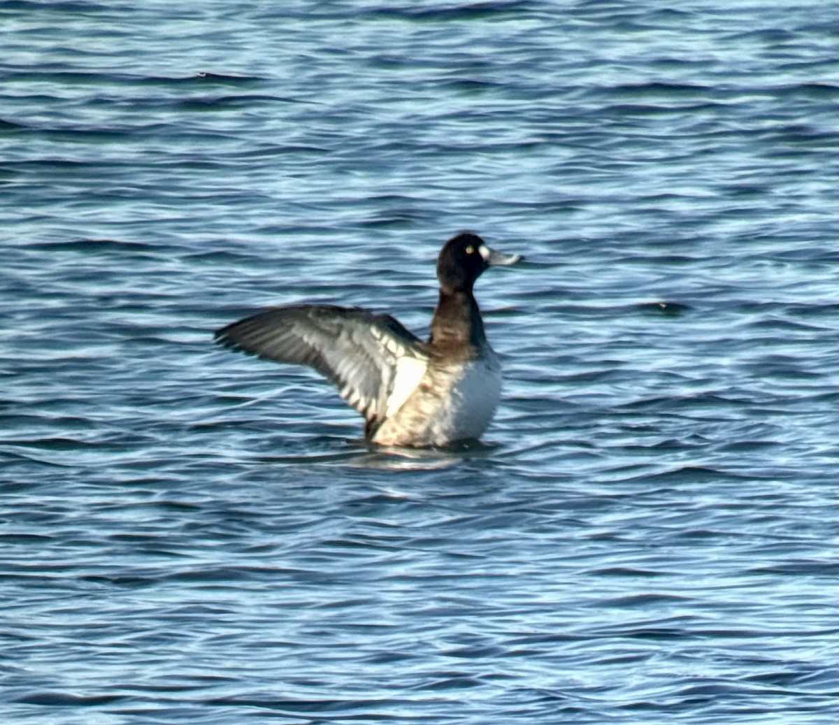 Greater Scaup - ML632743494