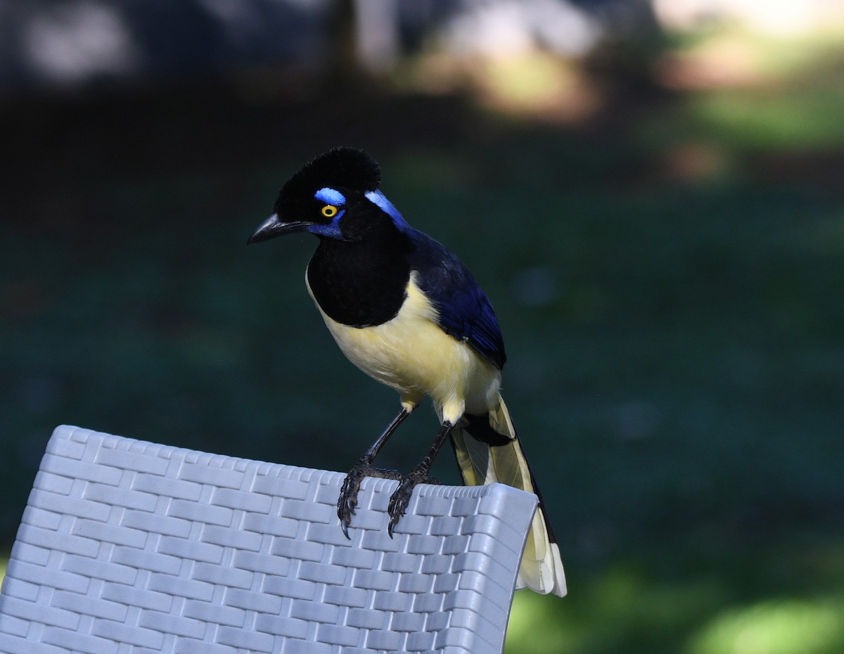 Plush-crested Jay - ML632743511