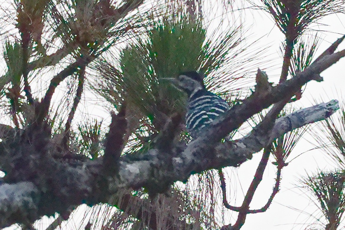 Stripe-breasted Woodpecker - ML632743550