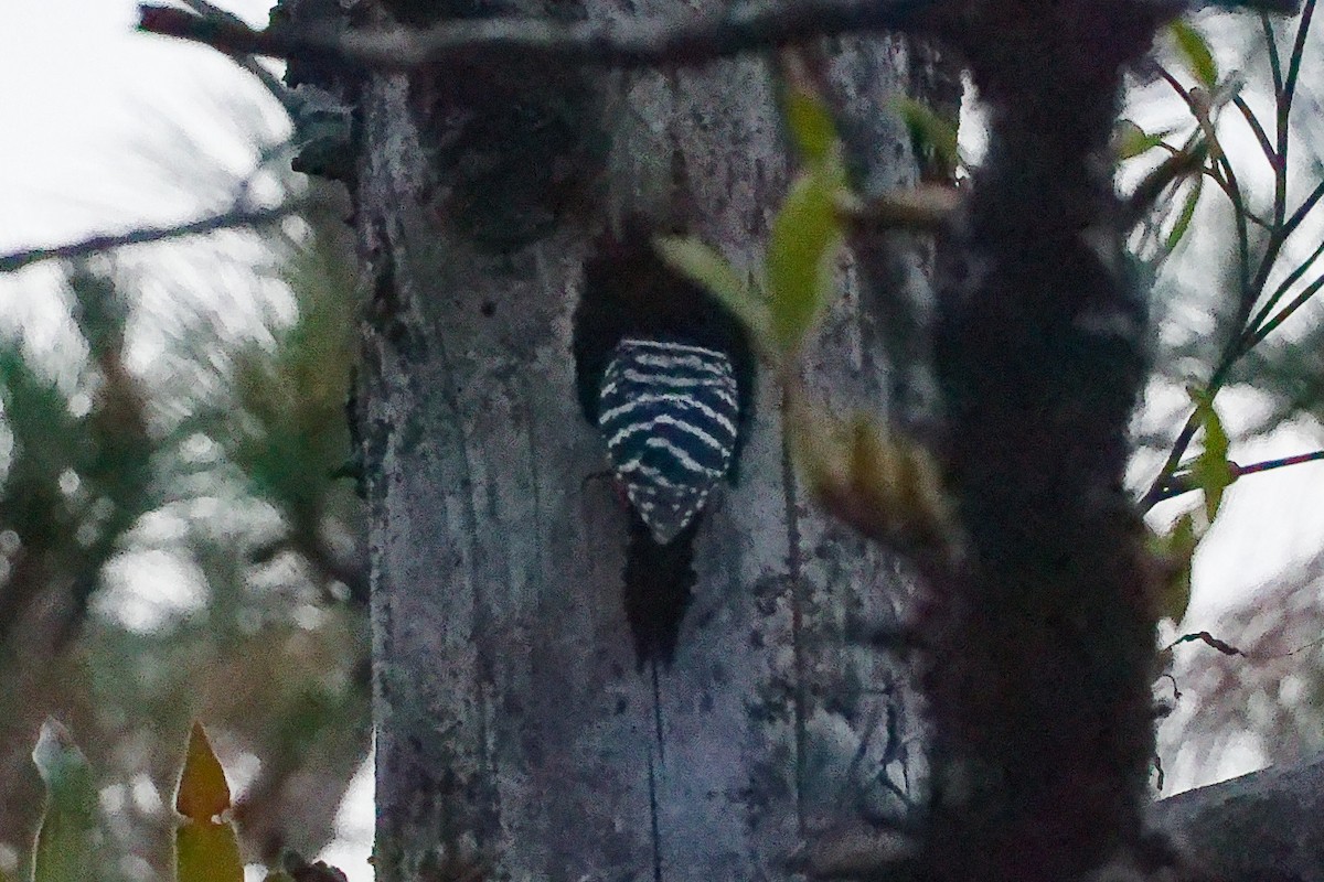 Stripe-breasted Woodpecker - ML632743551