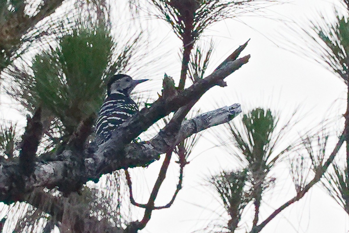 Stripe-breasted Woodpecker - ML632743552