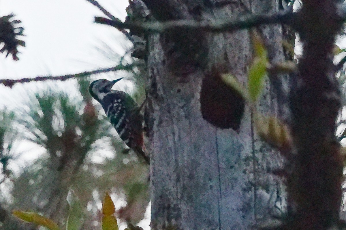 Stripe-breasted Woodpecker - ML632743553