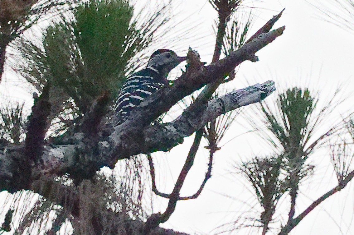 Stripe-breasted Woodpecker - ML632743554