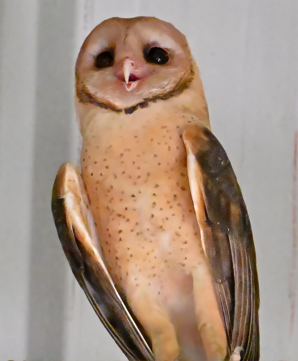 American Barn Owl (Lesser Antilles) - ML632743567