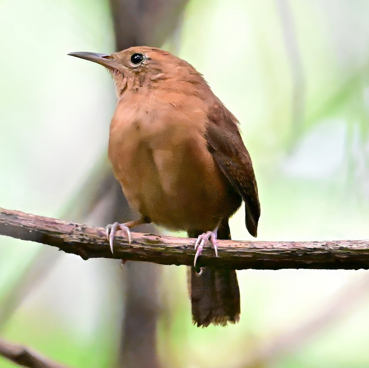 Kalinago Wren - ML632743568