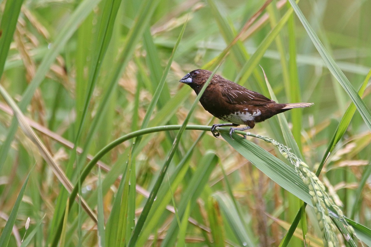 White-bellied Munia - ML632743609