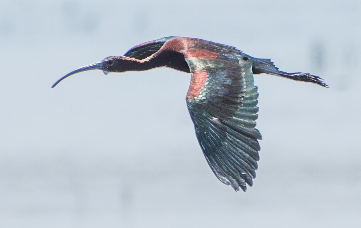 ibis hnědý/americký - ML63274361