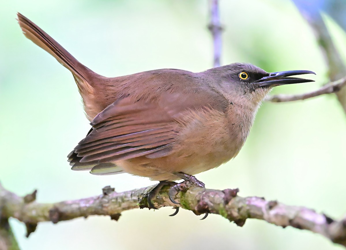 Brown Trembler - ML632743660