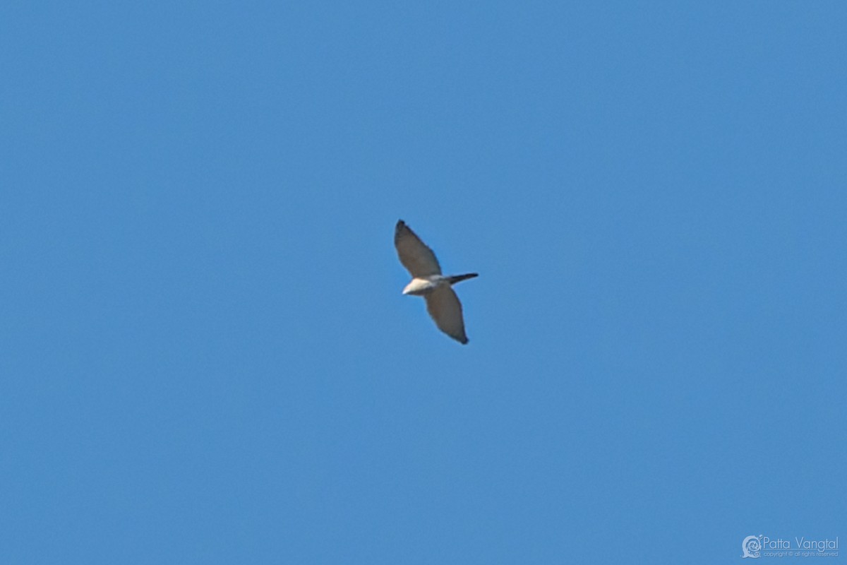 Морин харцага - ML632743696