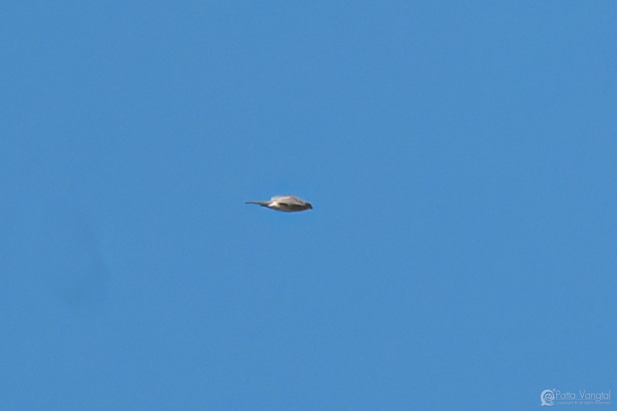 Морин харцага - ML632743697