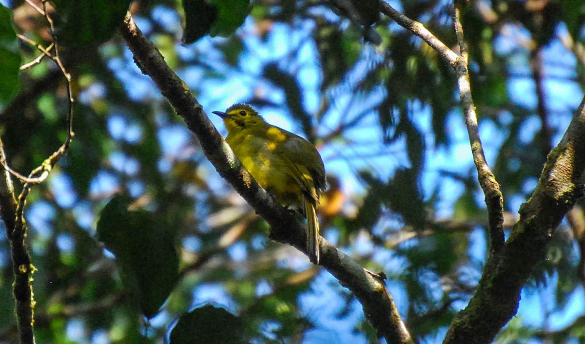 Yellow-browed Bulbul - ML632743728