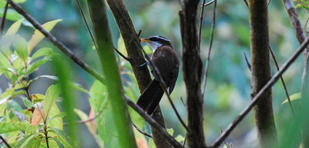 Sri Lanka Scimitar-Babbler - ML632743741