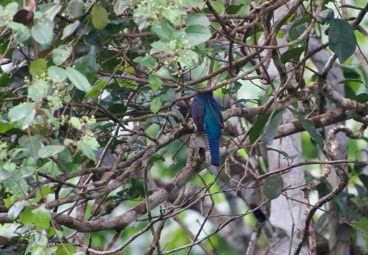 Guianan Trogon - ML632743823