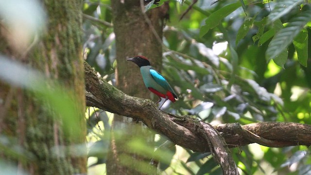 ズグロヤイロチョウ - ML632743834