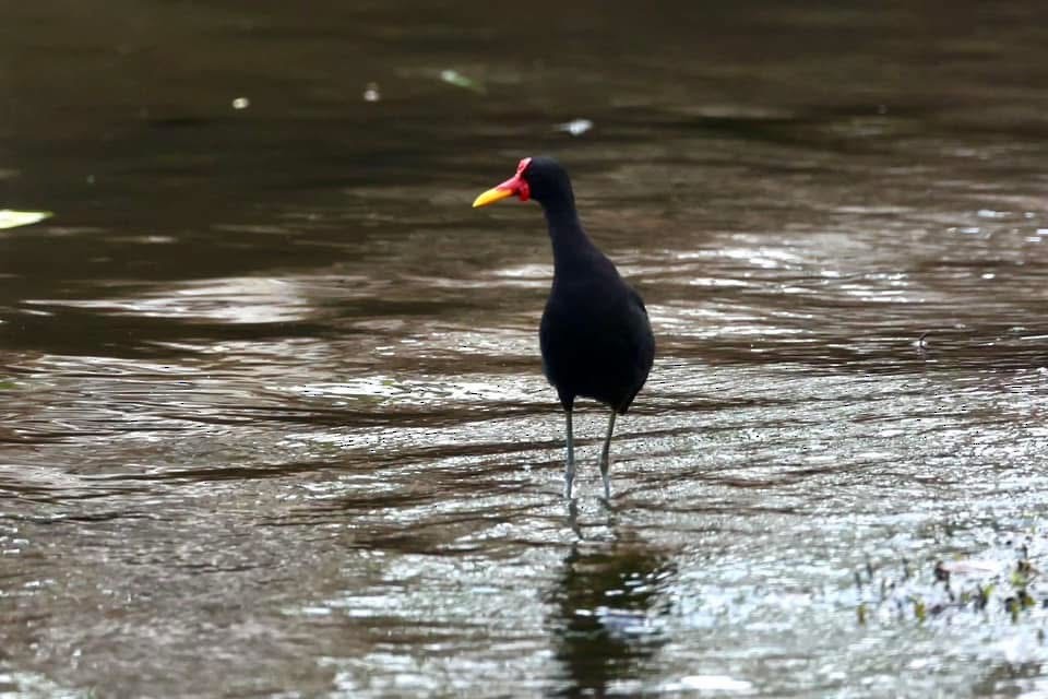 Wattled Jacana - ML632743836