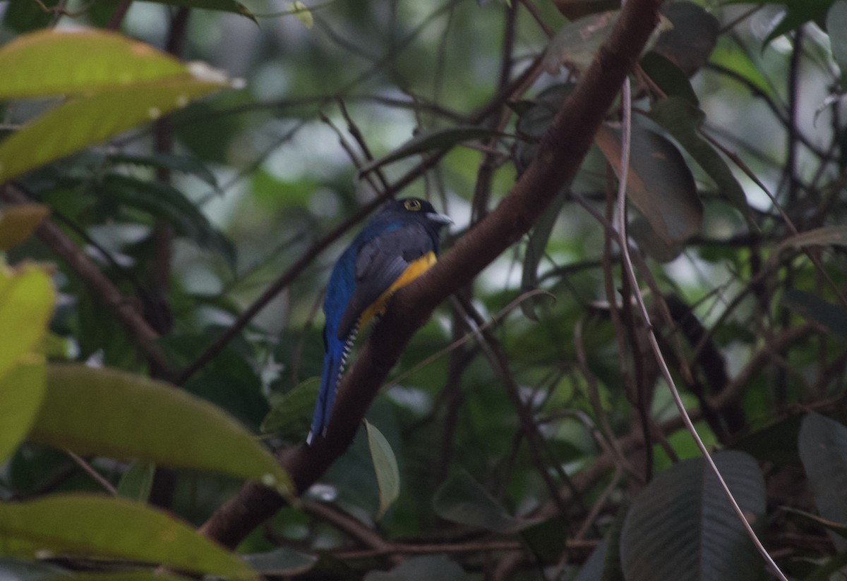 Guianan Trogon - ML632743843