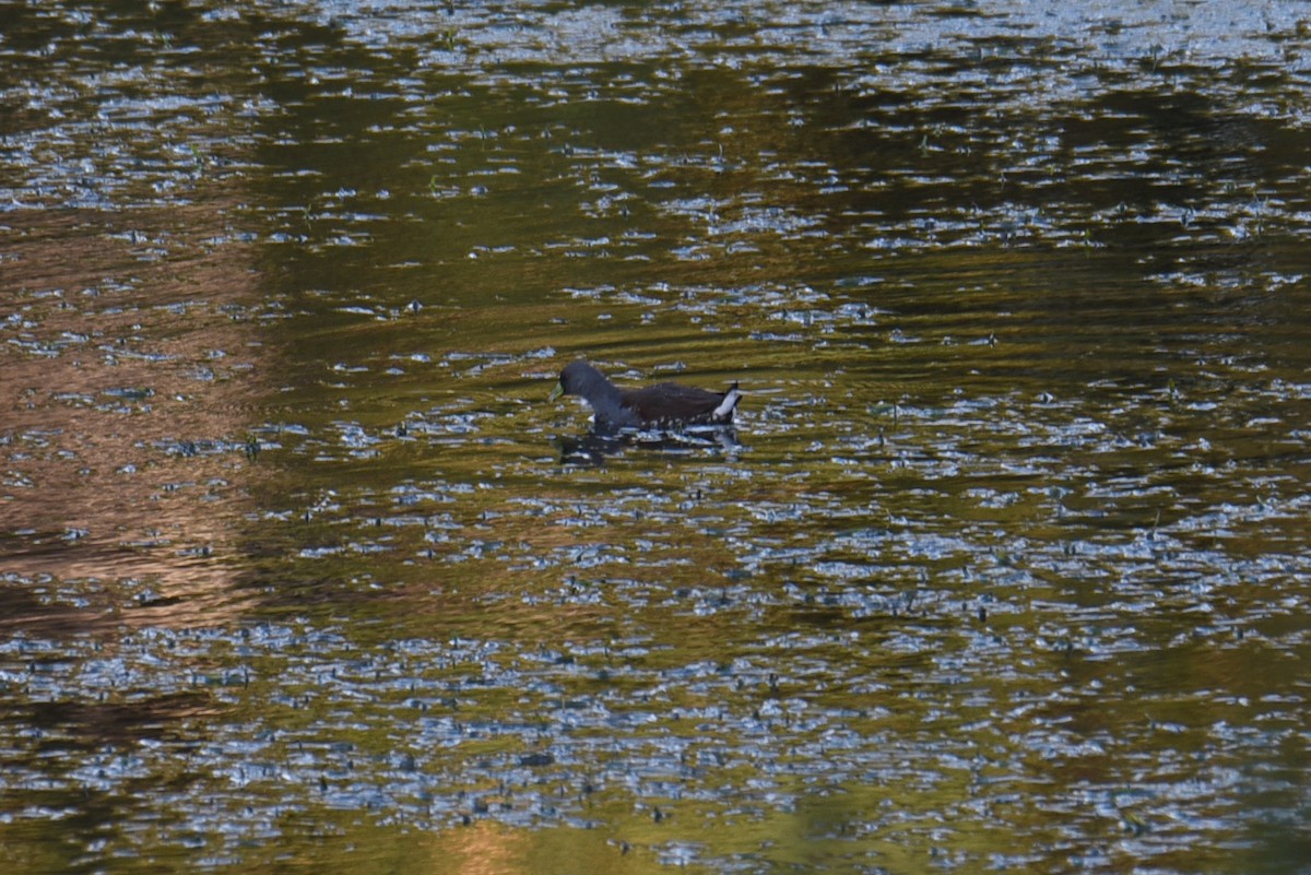 Spot-flanked Gallinule - ML632743892