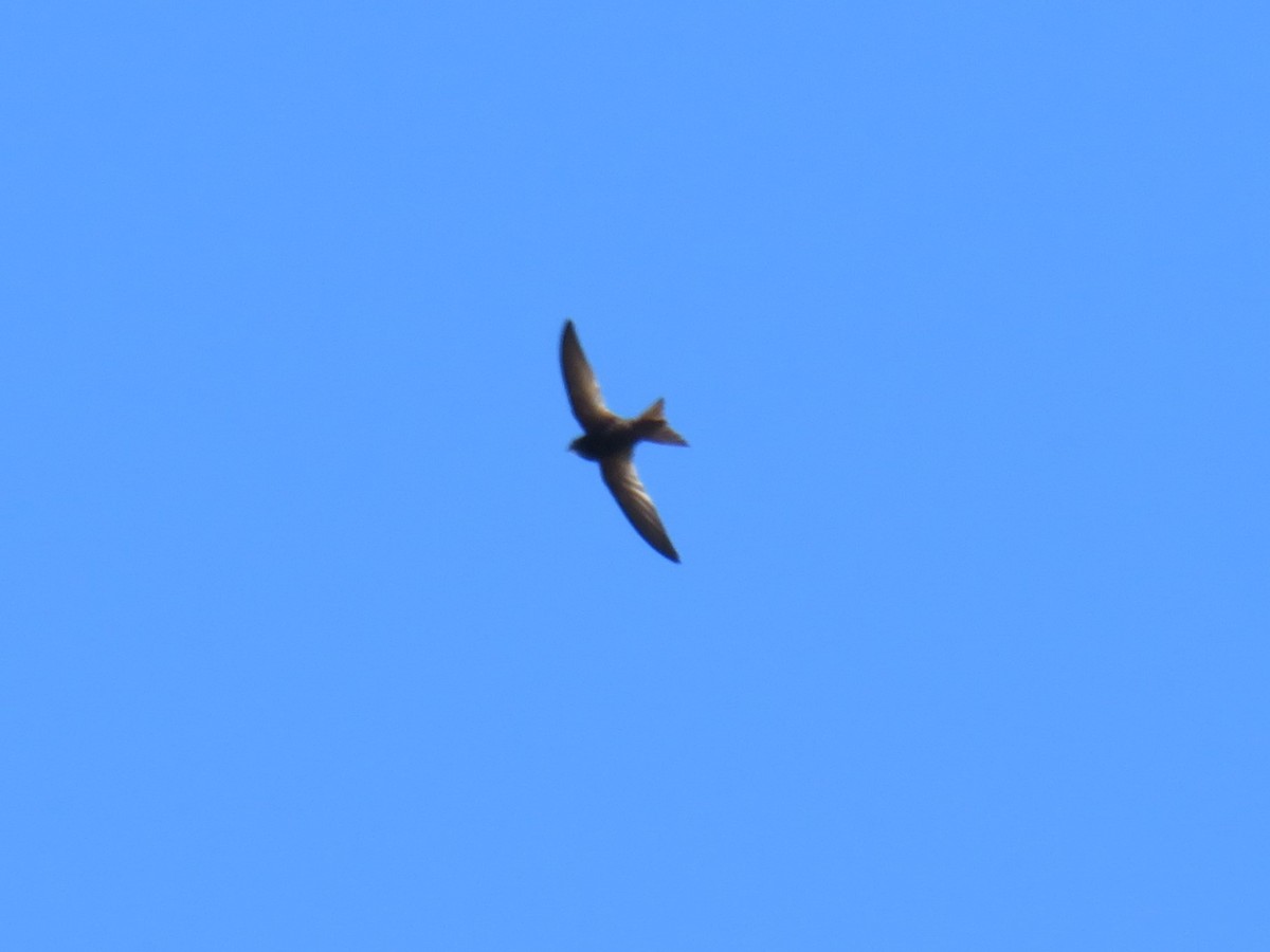 ミナミクロアマツバメ - ML632744062
