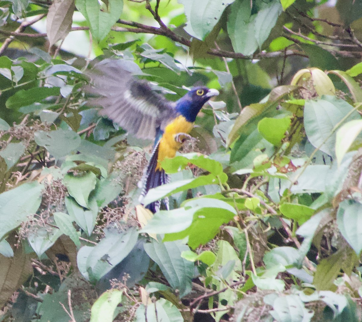 Guianan Trogon - ML632744088