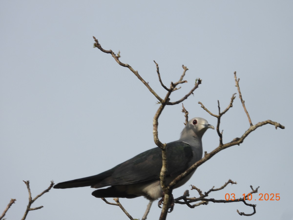 Green Imperial-Pigeon (Green) - ML632744129
