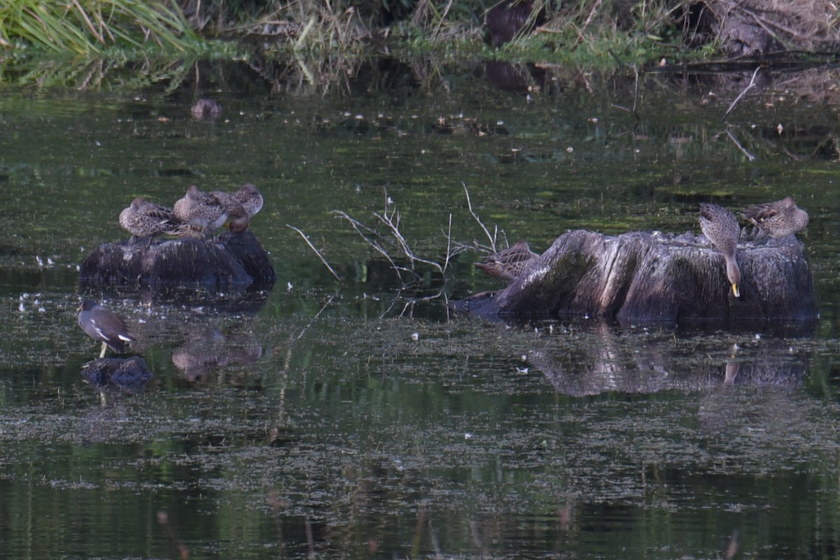 Common Gallinule - ML632744182