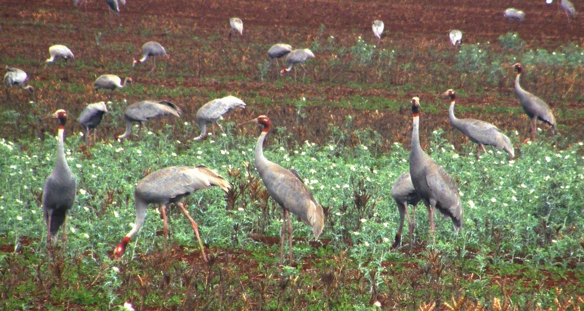 Sarus Crane - ML632744227