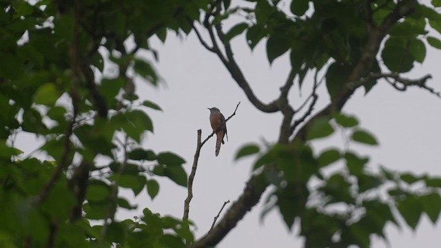 Plaintive Cuckoo - ML632744250