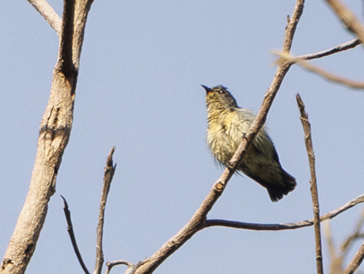 Cambodian Flowerpecker - ML632744263