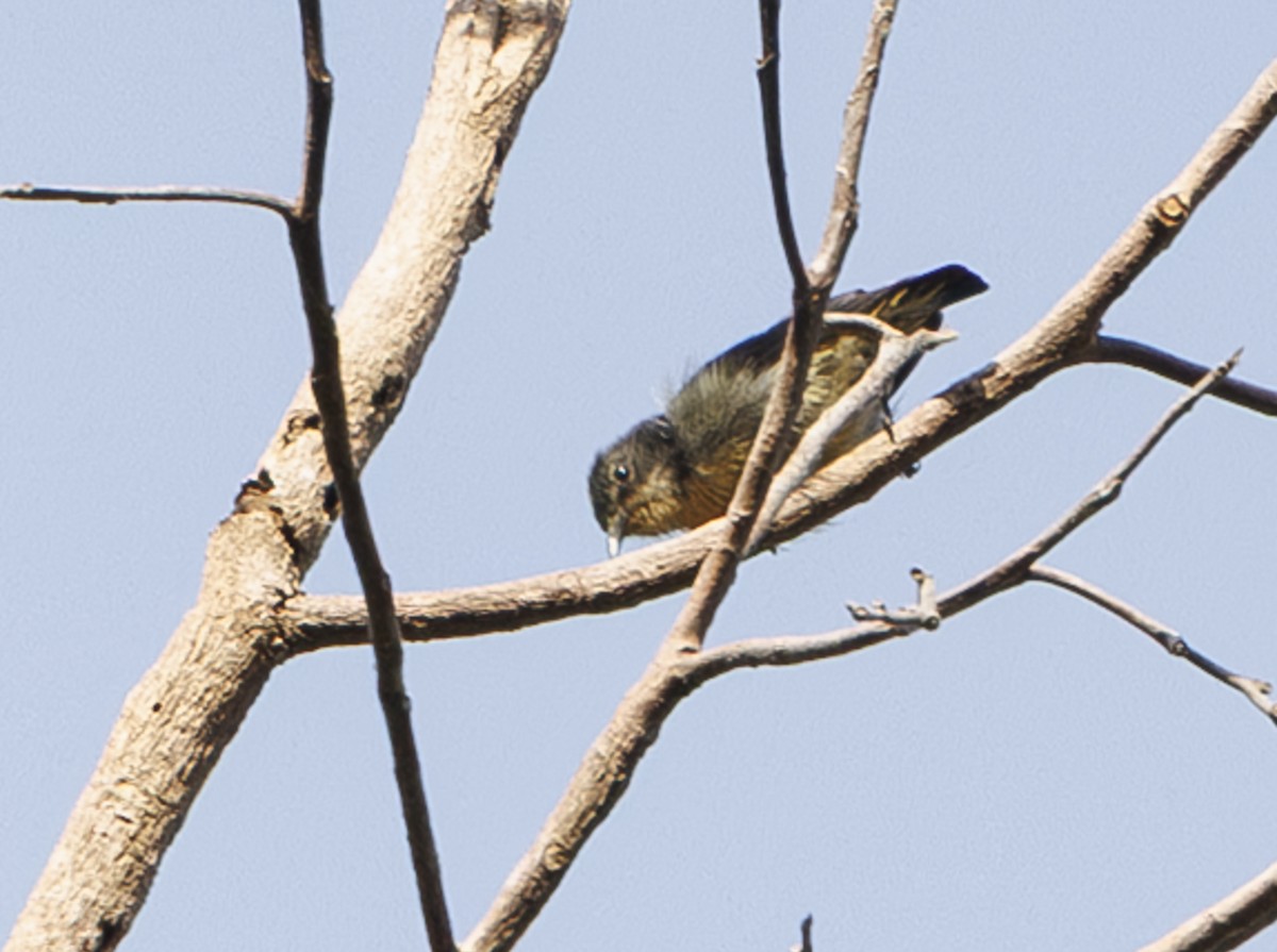 Cambodian Flowerpecker - ML632744264