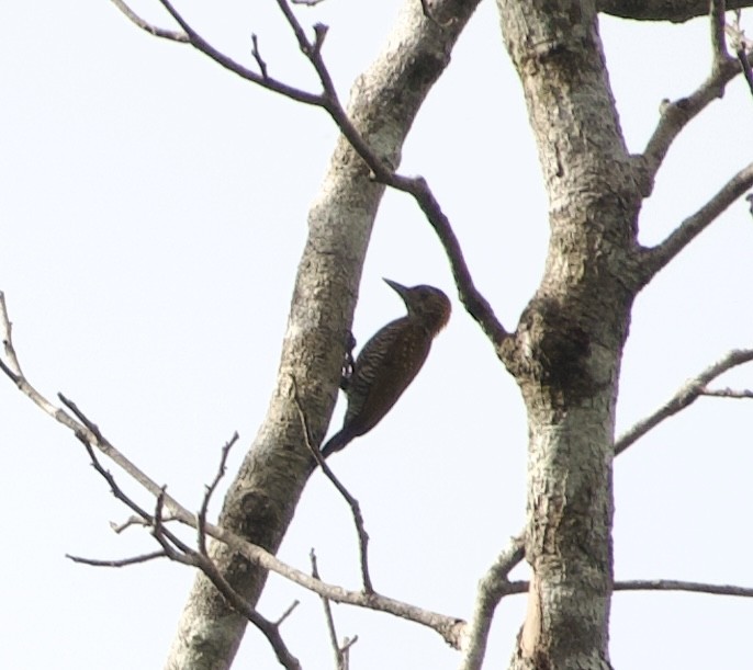 Golden-collared Woodpecker - ML632744363