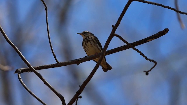 Paruline hochequeue - ML632744583