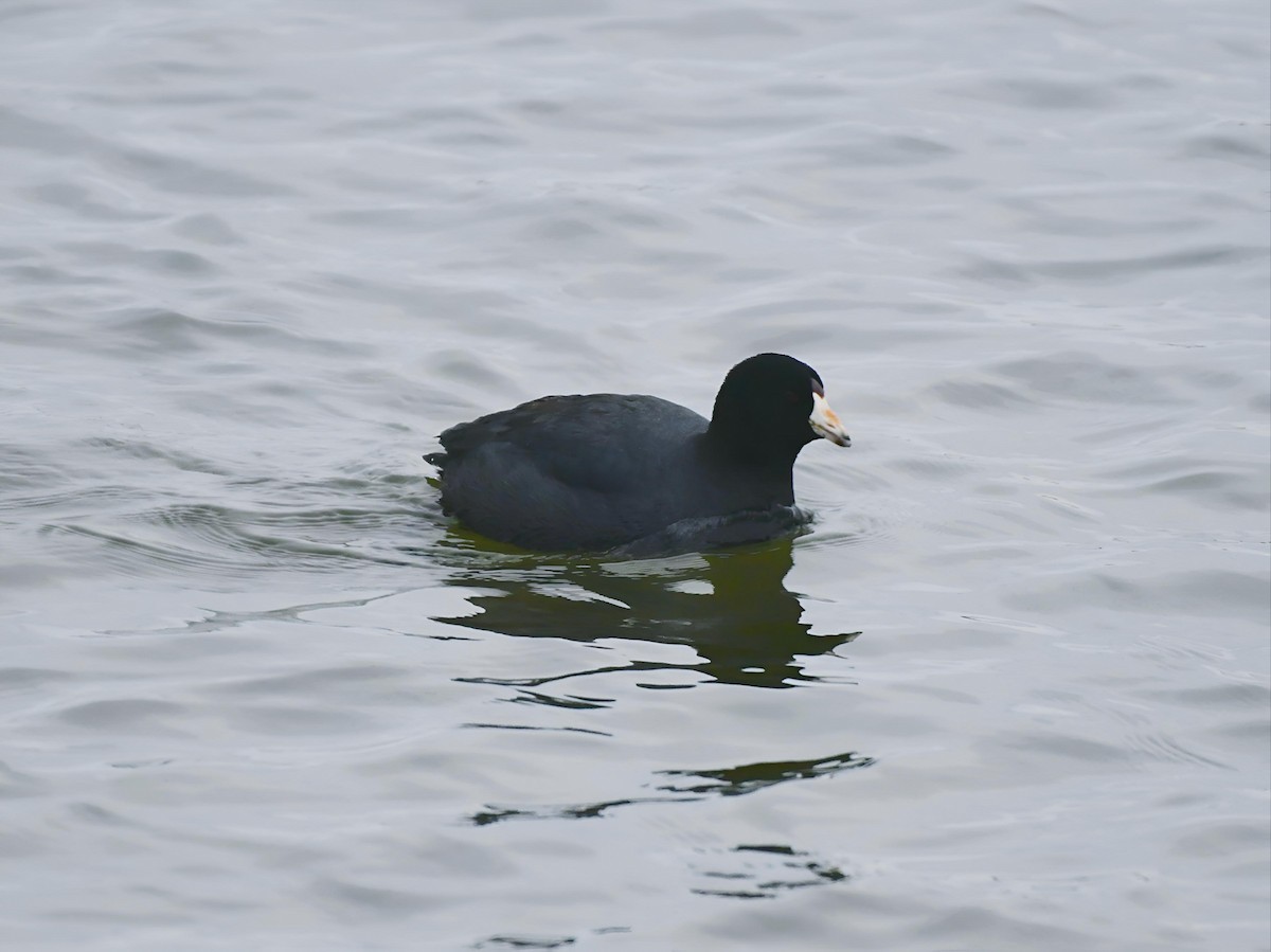 American Coot - ML632744618