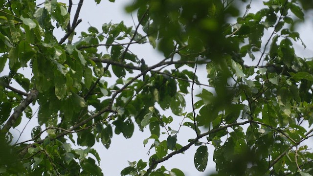 Blue-eared Barbet - ML632744638