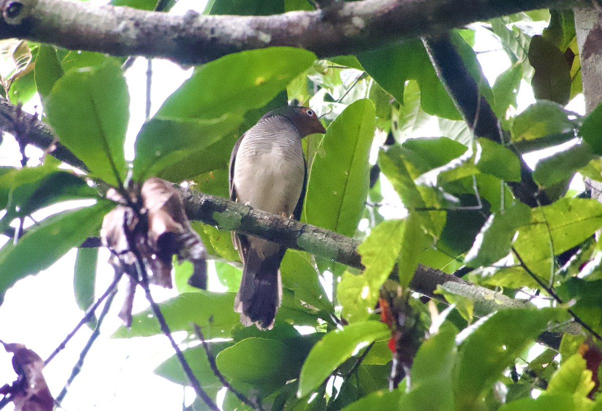 Lined Forest-Falcon - ML632745176