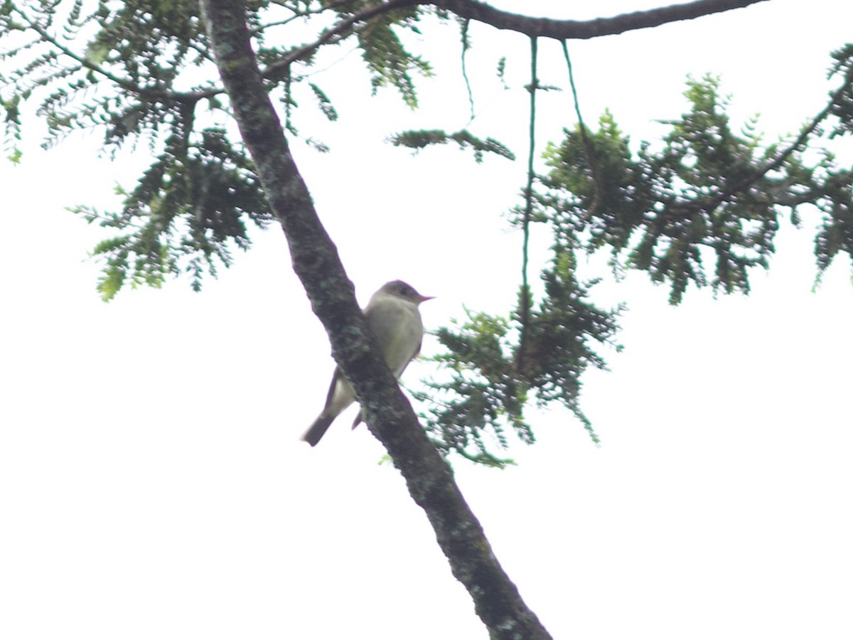 Eastern Wood-Pewee - ML632745203