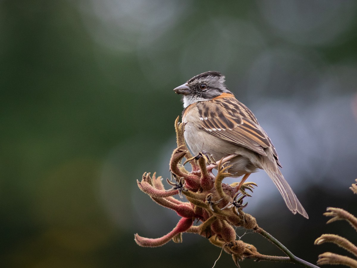Rufous-collared Sparrow - ML632745235