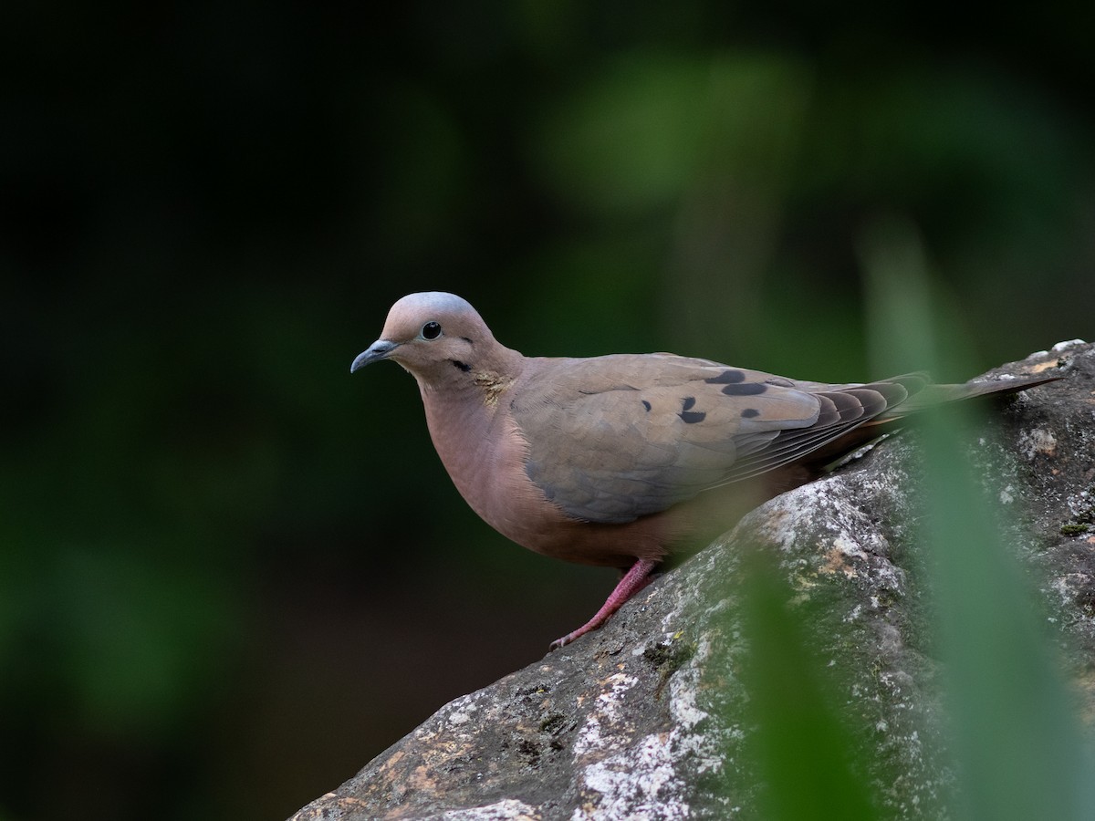 Eared Dove - ML632745293