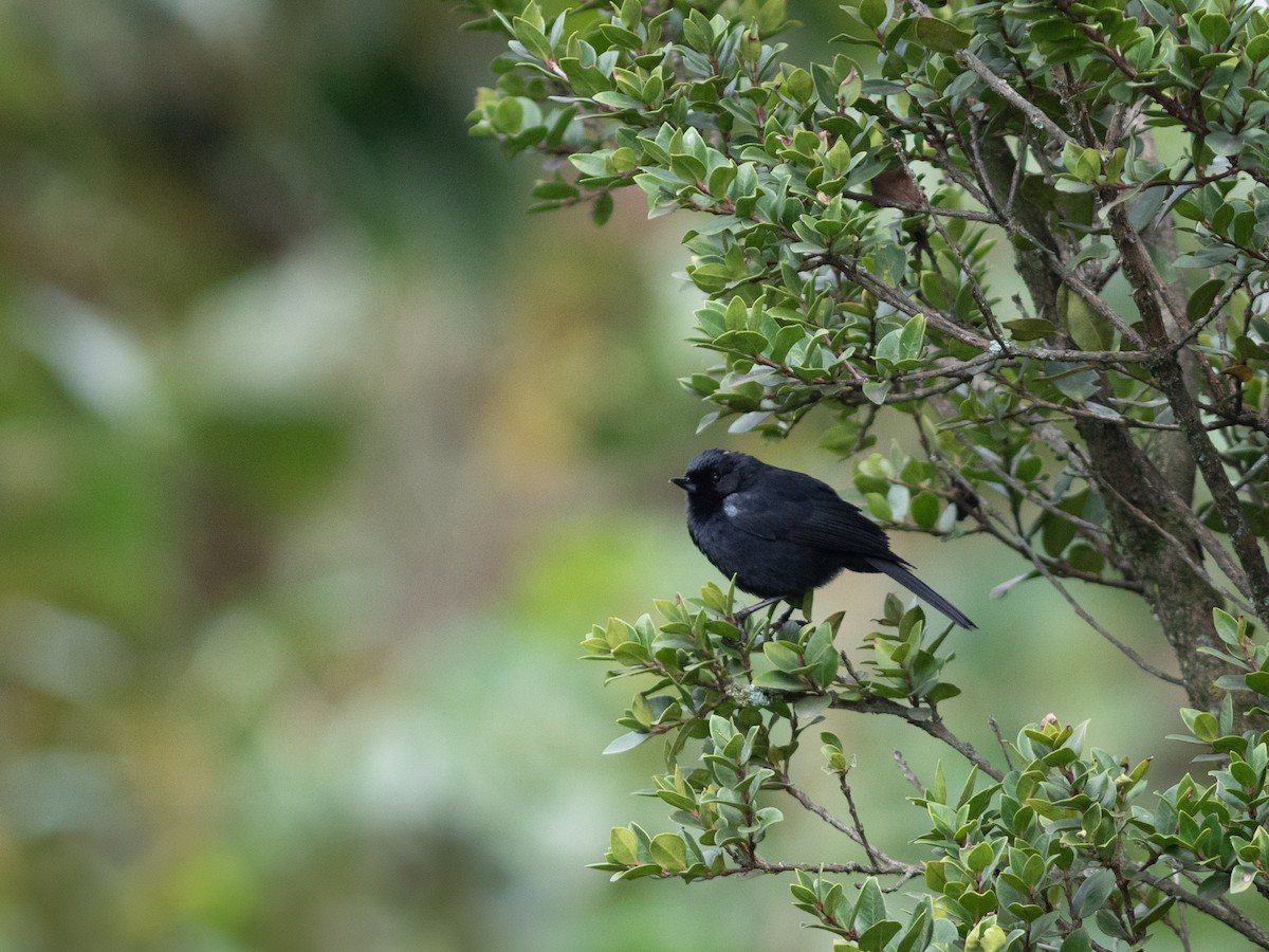 Glossy Flowerpiercer - ML632745332